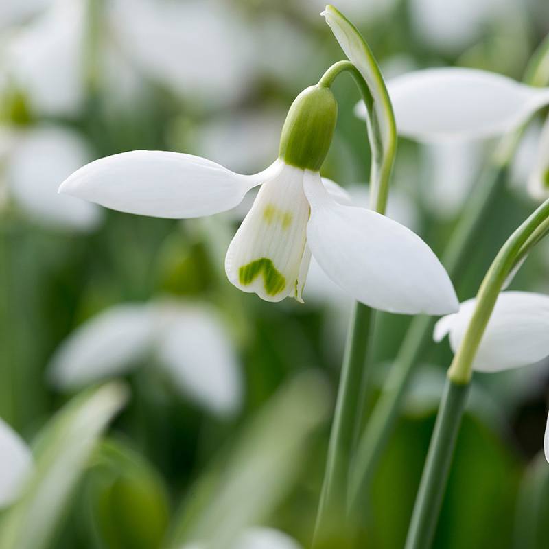 Close-up of a white snowdrop flower with green stem and leaves.