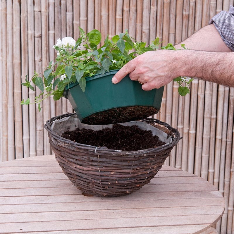 dt-brown FLOWER PLANTS Speedplanter Sophistication Container Mix Flower Plants