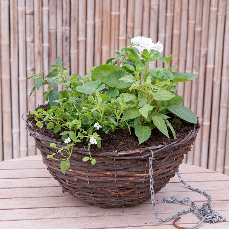dt-brown FLOWER PLANTS Speedplanter Nautical Chic Container Mix Flower Plants