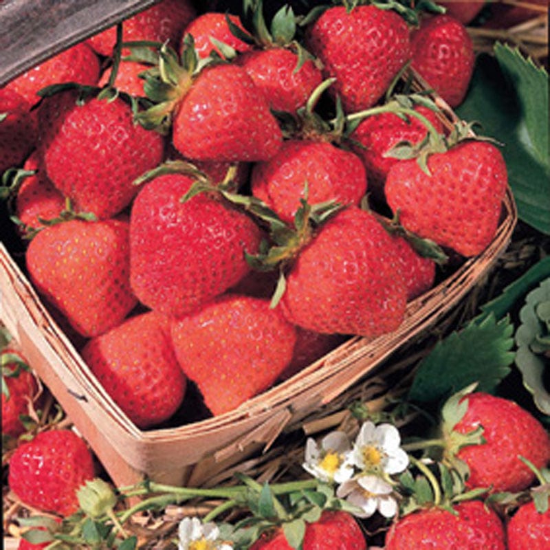 dt-brown FRUIT Strawberry Duo Collection