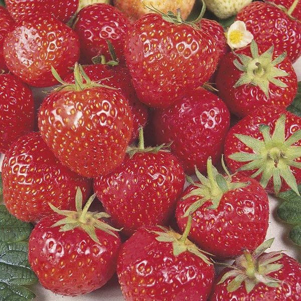 dt-brown FRUIT Strawberry Royal Sovereign A+ Grade Fruit Plants (Mid Season)