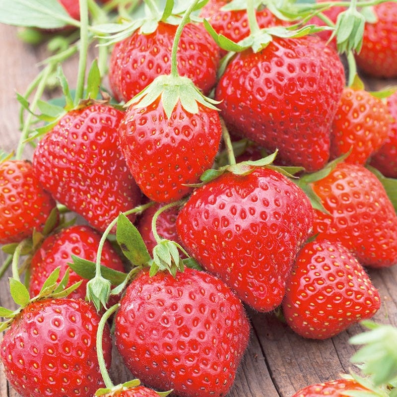 dt-brown FRUIT Strawberry Mara des Bois Plants (Everbearer)