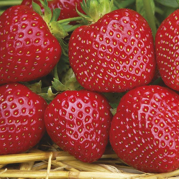 dt-brown Strawberry Malwina A+ Grade Plant