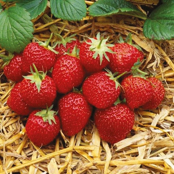 DT Brown FRUIT 10x Bare Root Plants Strawberry Elsanta A+ Grade Plant