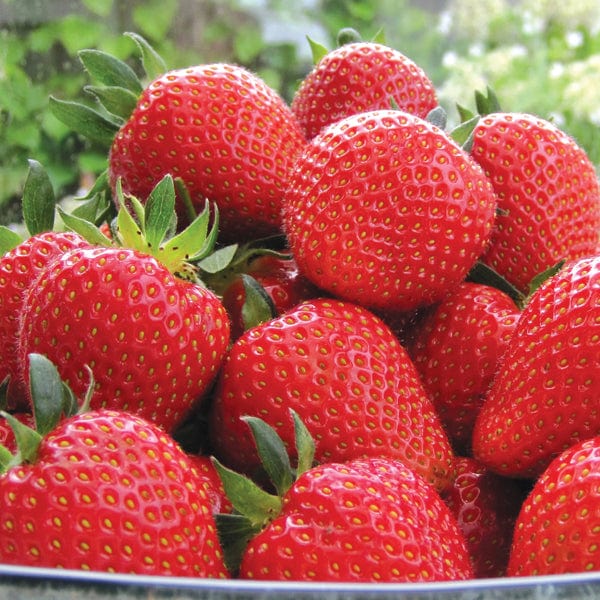 dt-brown FRUIT 18 Plants Supersonic Strawberry Sweetheart Fruit Plants