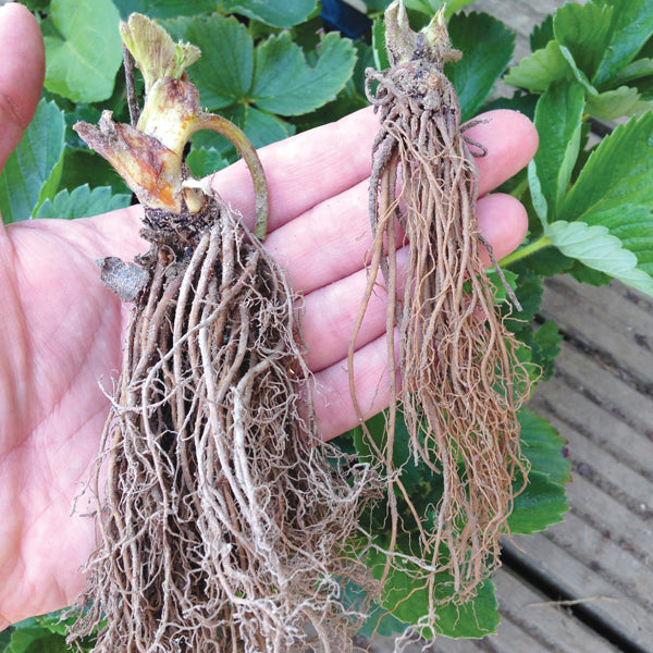 dt-brown FRUIT Strawberry Sweetheart A+ Grade Fruit Plants (Early Season)