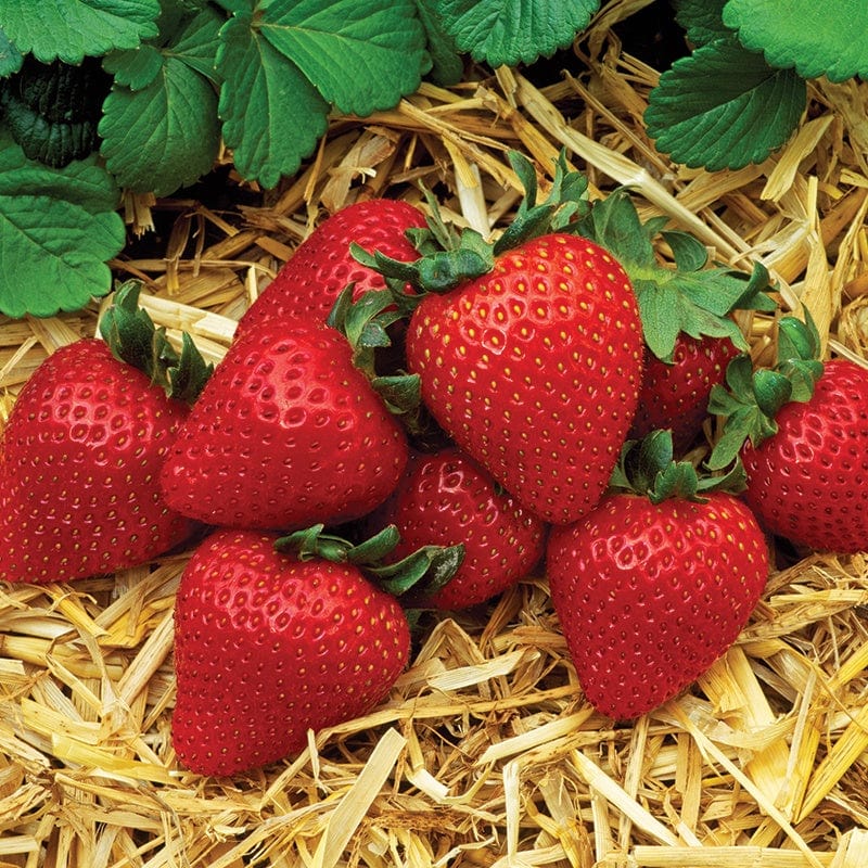 flamenco strawberry seeds Strawberry Runners Everbearers Flamenco