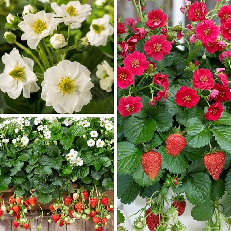 dt-brown FRUIT Hanging Basket Strawberry Fruit Plant Collection