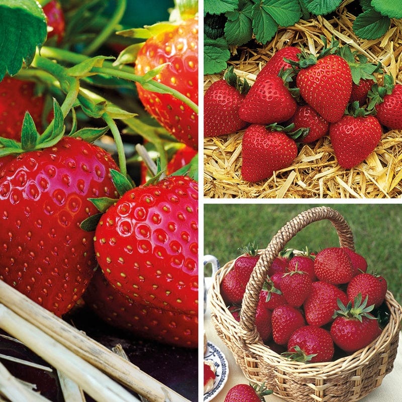 dt-brown FRUIT Strawberry Season Long Fruit Plant Collection