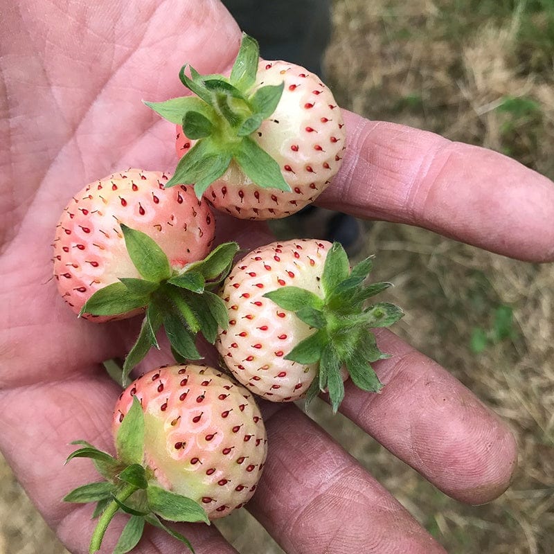 snow white strawberry seeds STRAWBERRY Snow White (Standard Grade)