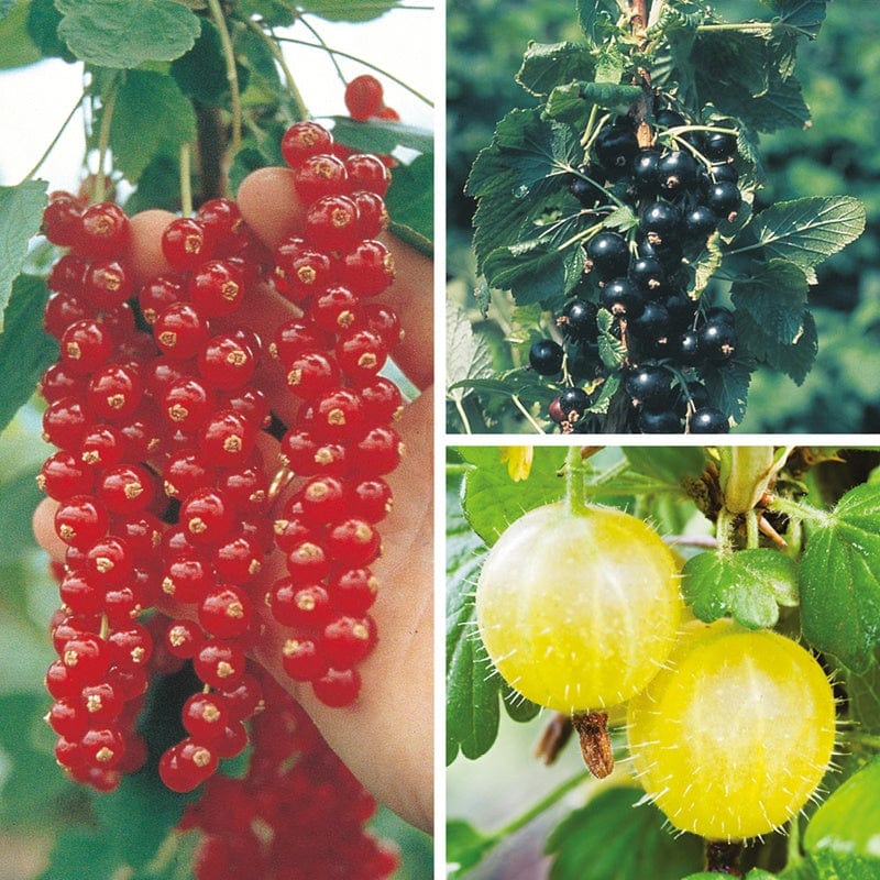 dt-brown FRUIT Summer Pudding Soft Fruit Plant Collection