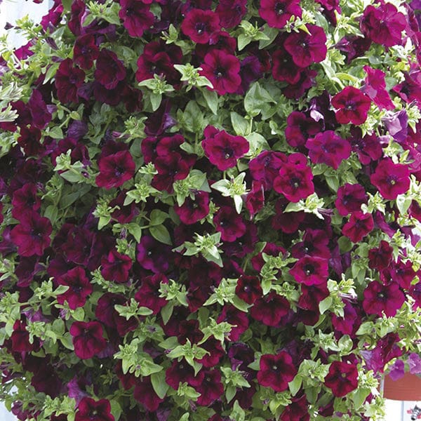 dt-brown FLOWER PLANTS Petunia Surfinia Collection