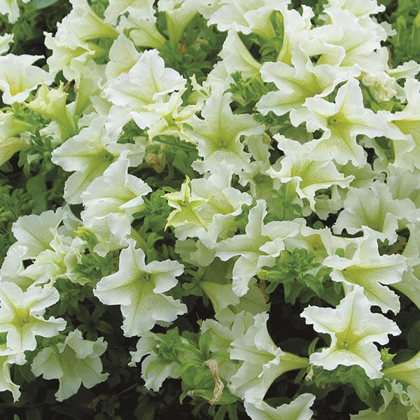 dt-brown FLOWER PLANTS 5 Young Plants Petunia Surfinia Collection