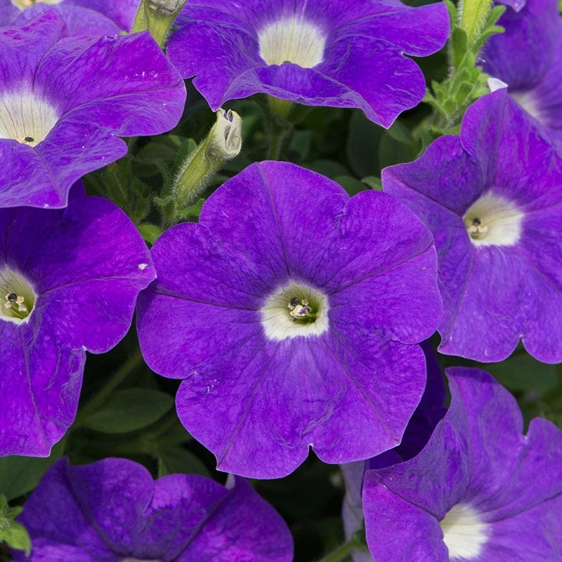 dt-brown FLOWER PLANTS Petunia Surfinia Collection