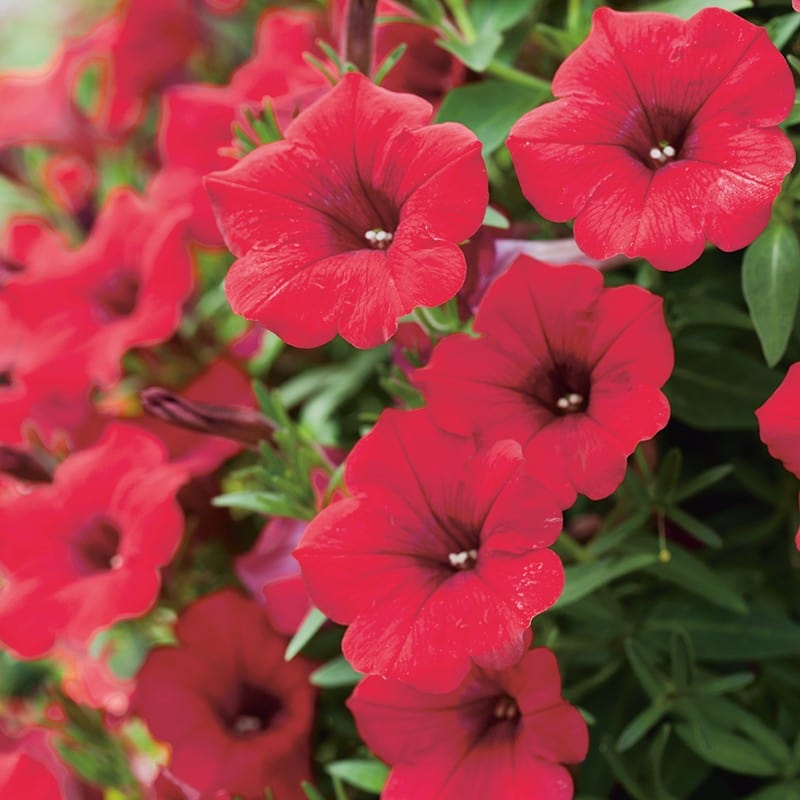 dt-brown FLOWER PLANTS Petunia Surfinia Collection