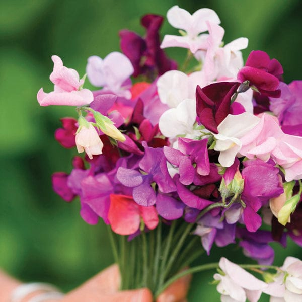 DT Brown FLOWER PLANTS Sweet Pea Old Spice Mixed Plug Plants
