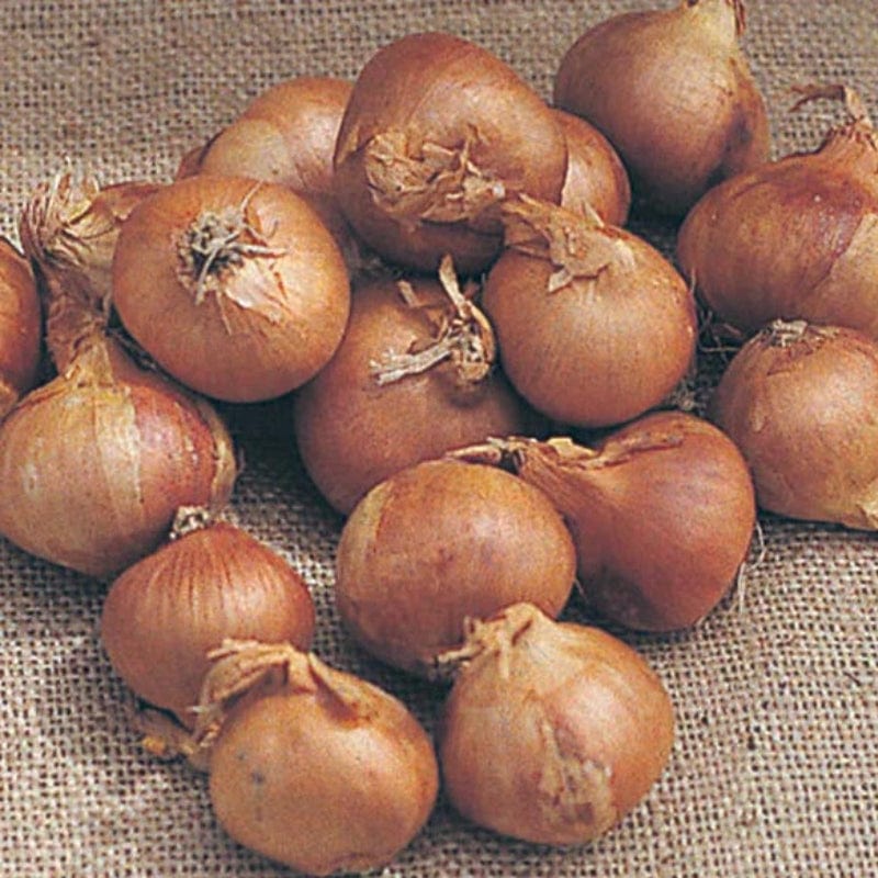 Shallots Bulbs