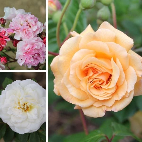 dt-brown FLOWER PLANTS Shrub Rose Trio Bare Root Plants Collection
