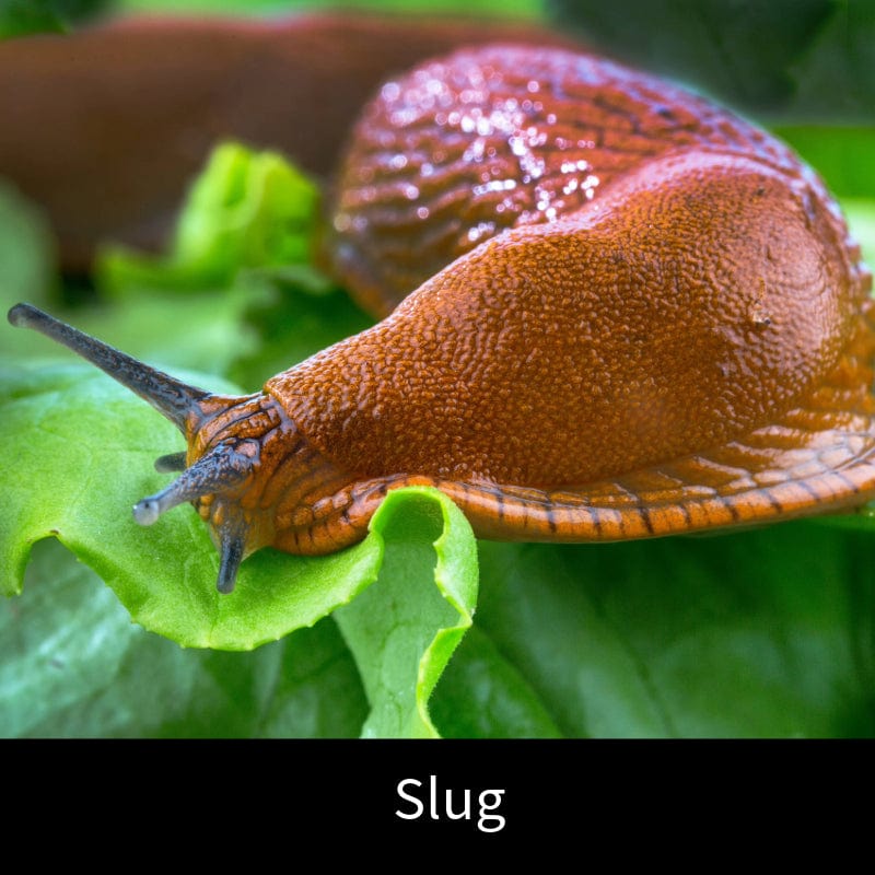 dt-brown HARDWARE Slug Control Nematodes 40sq.m.