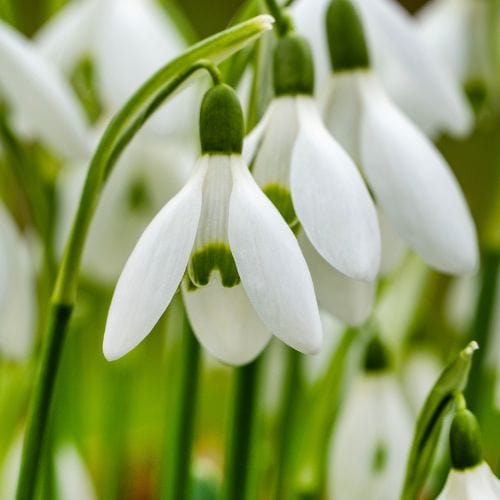 dt-brown FLOWER BULBS Snowdrop Flower Bulbs