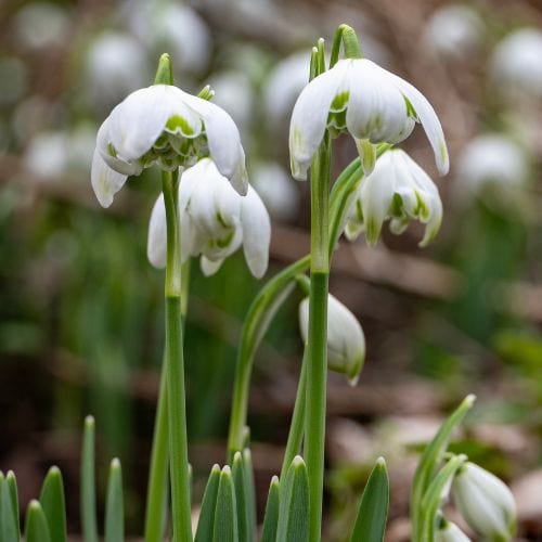dt-brown FLOWER BULBS Snowdrop Flower Bulbs
