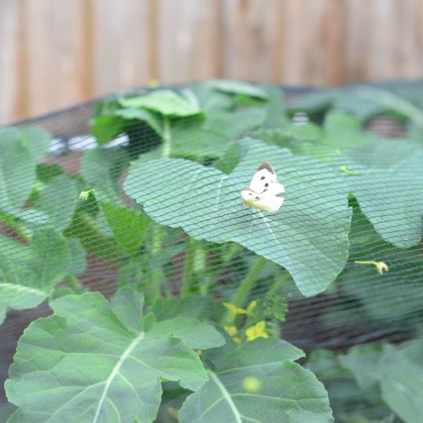 dt-brown Butterfly Plant Protection Netting