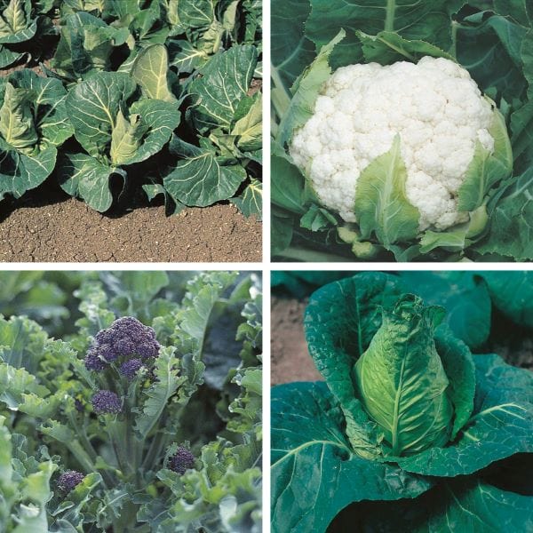 dt-brown VEGETABLE PLANTS Spring Greens Plant Collection