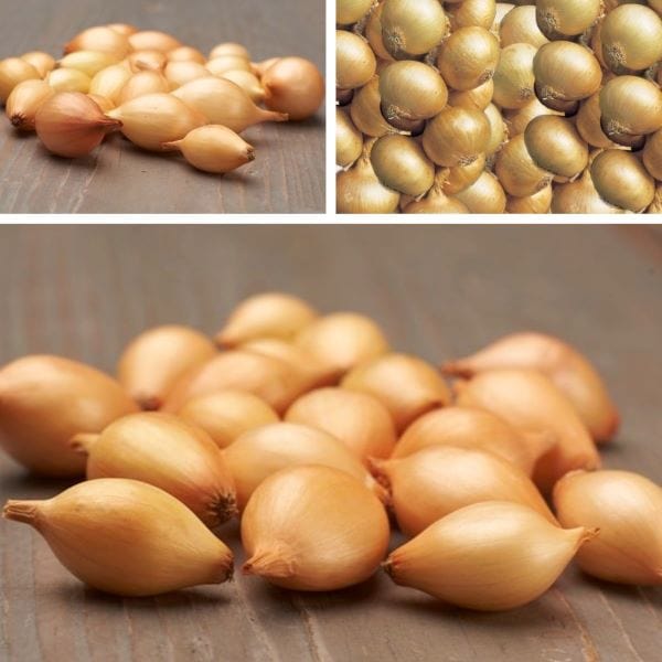 dt-brown ONIONS/GARLIC/SHALLOTS Spring Planting Onion Set Collection