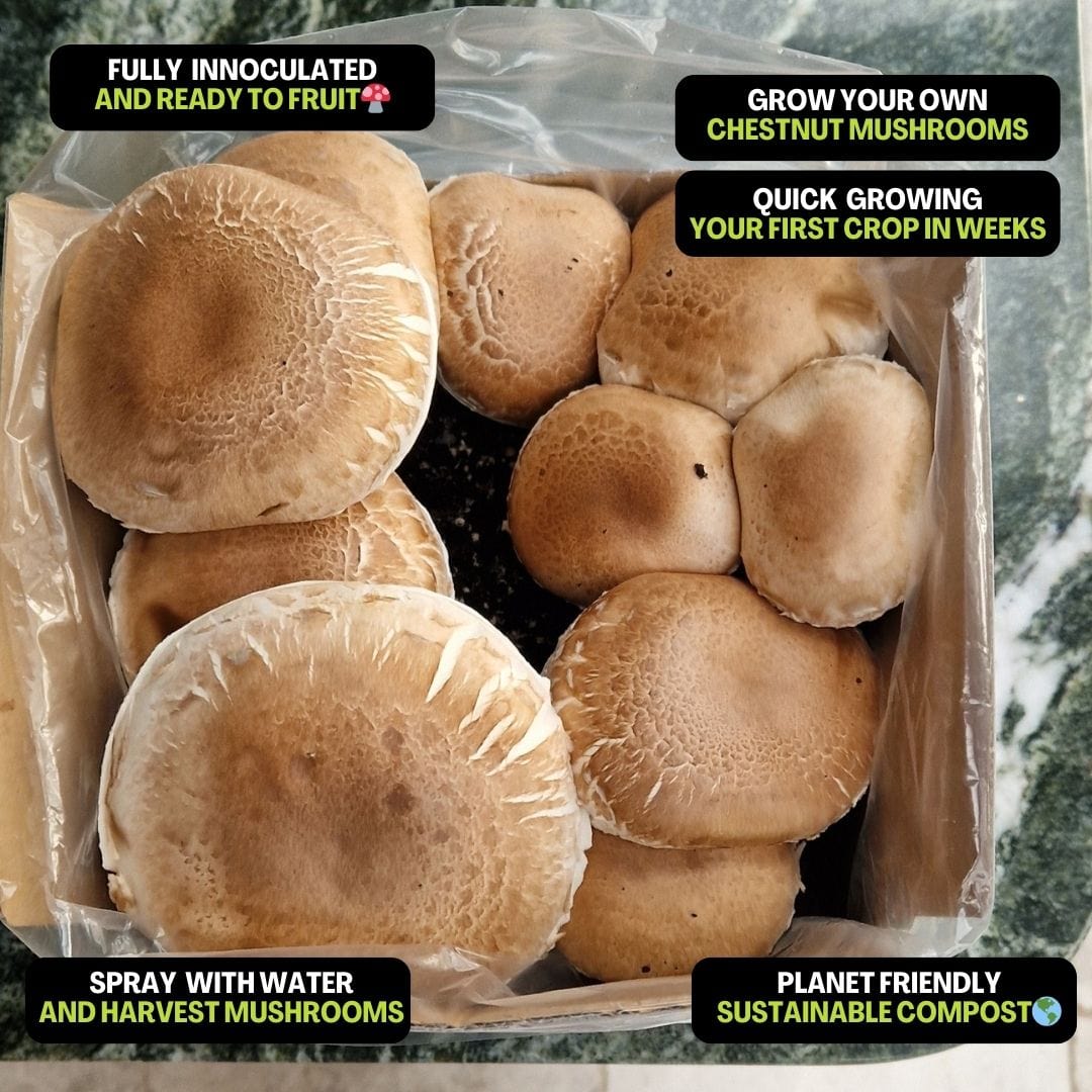 dt-brown HARDWARE Chestnut Mushrooms Home Grow Kit