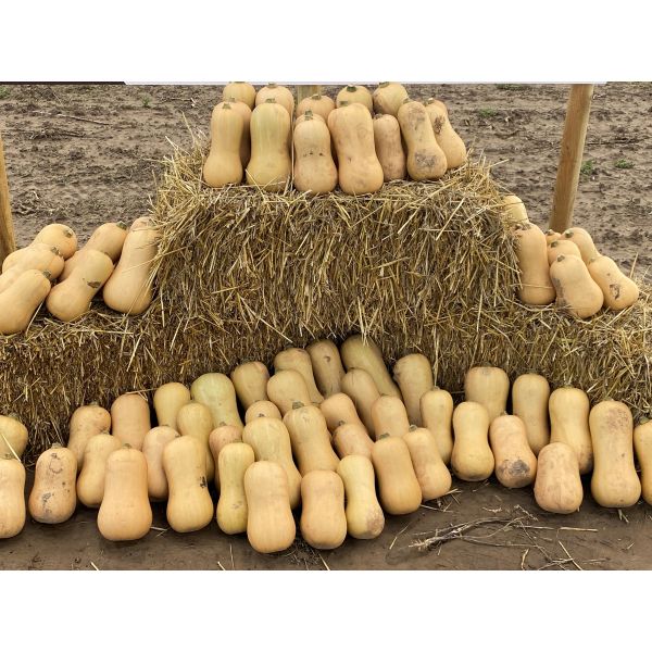 Squash Butternut Mieluna F1 Seeds