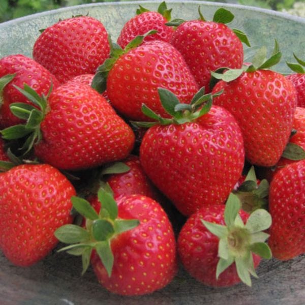 dt-brown Strawberry Cupid A+ Grade Plant