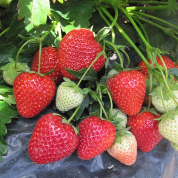 dt-brown Strawberry Cupid A+ Grade Plant