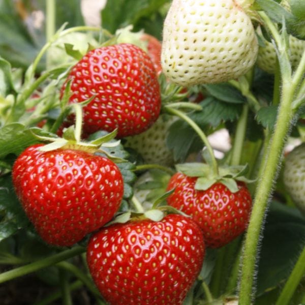 dt-brown Strawberry Cupid A+ Grade Plant