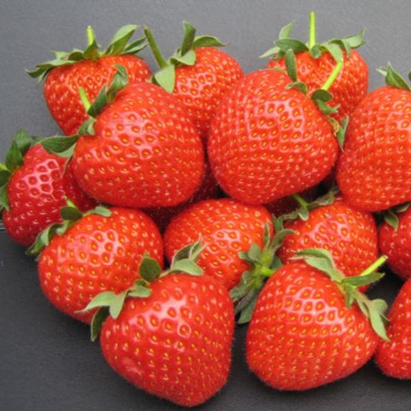 dt-brown Strawberry Fenella A+ Grade Plant