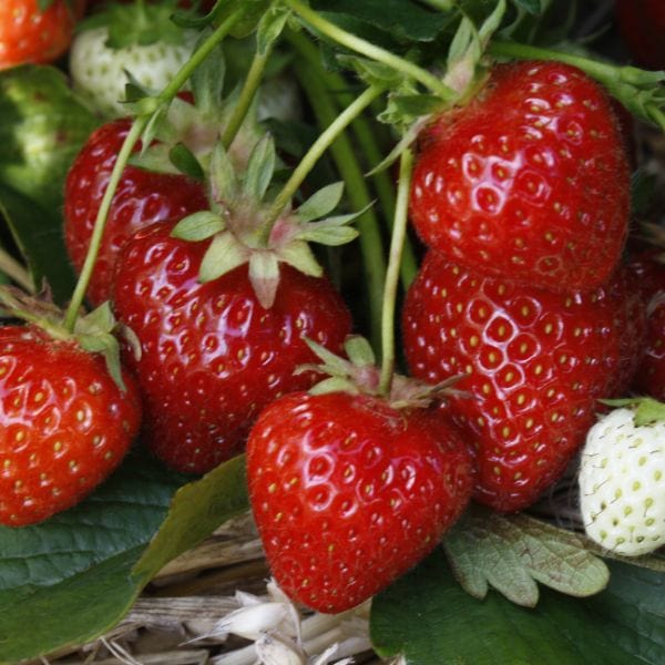 dt-brown Strawberry Fenella A+ Grade Plant