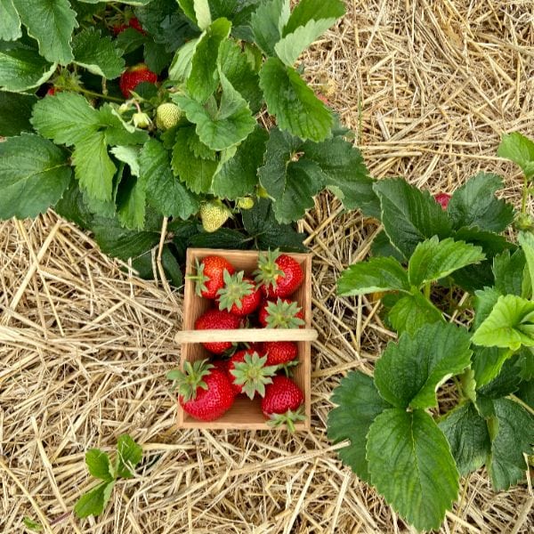 dt-brown Strawberry Fenella A+ Grade Plant