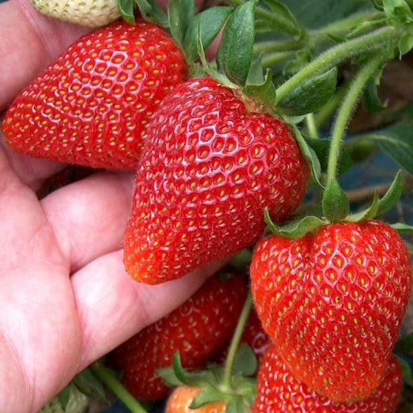 dt-brown Strawberry Sweetheart A+ Grade Plant