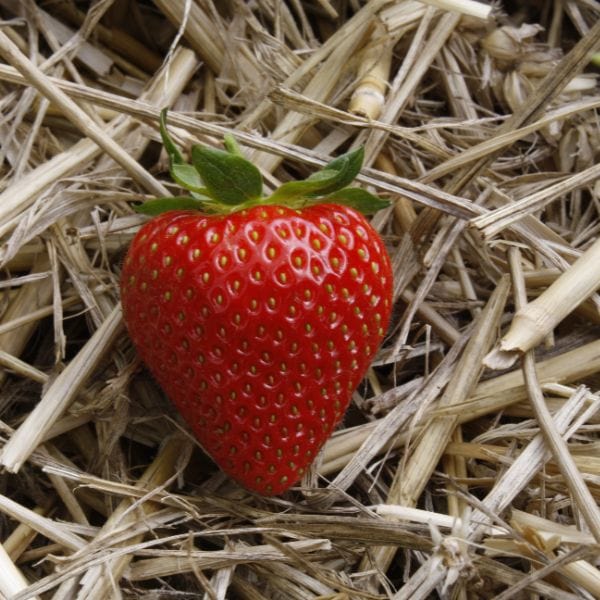 dt-brown Strawberry Sweetheart A+ Grade Plant