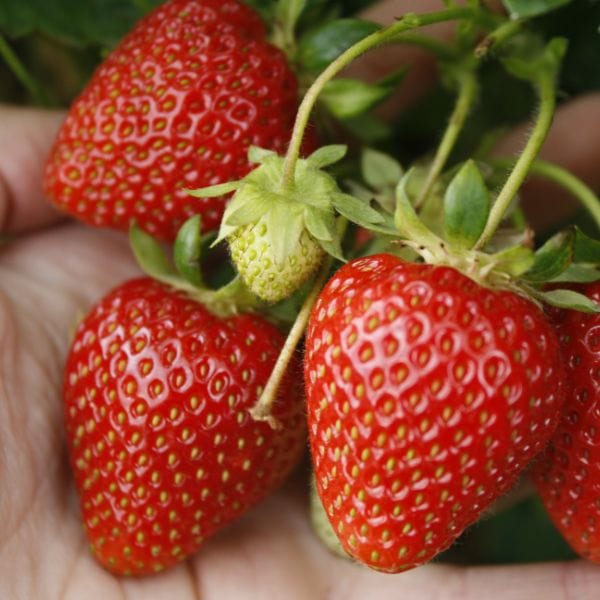 dt-brown Strawberry Sweetheart A+ Grade Plant