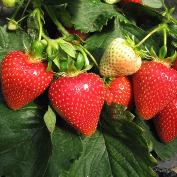 dt-brown Strawberry Sweetheart A+ Grade Plant