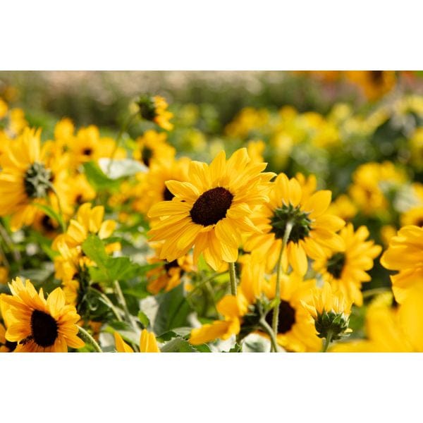 DT Brown FLOWER PLANTS Sunflower Full Summer Flower Plants