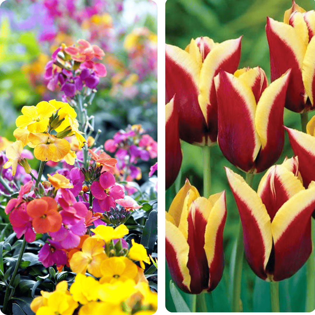 dt-brown Sunglow Mirage Tulip and Wallflower Collection