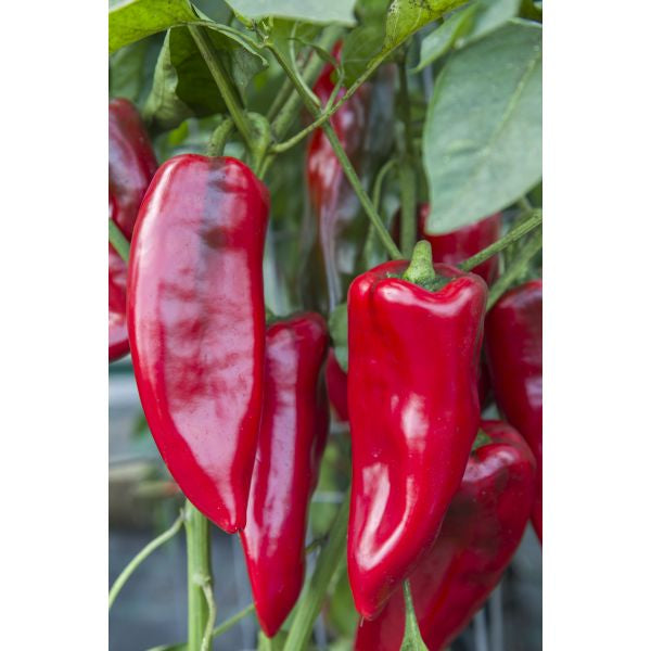 Pepper Marmara Seeds