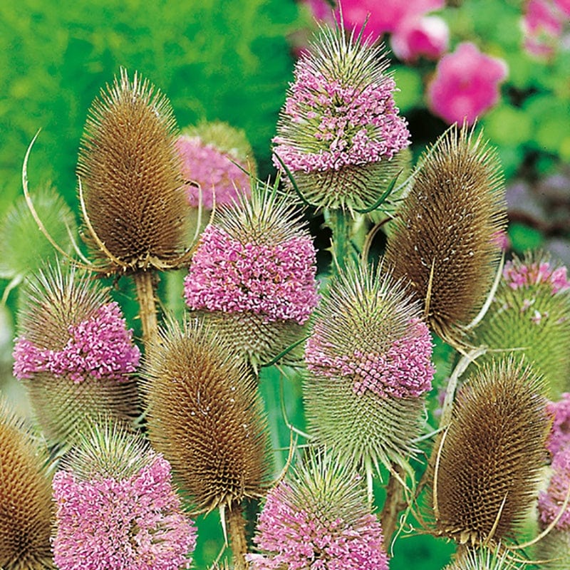 dt-brown FLOWER PLANTS 5 Young Plants Teasel Wild Flower Plants