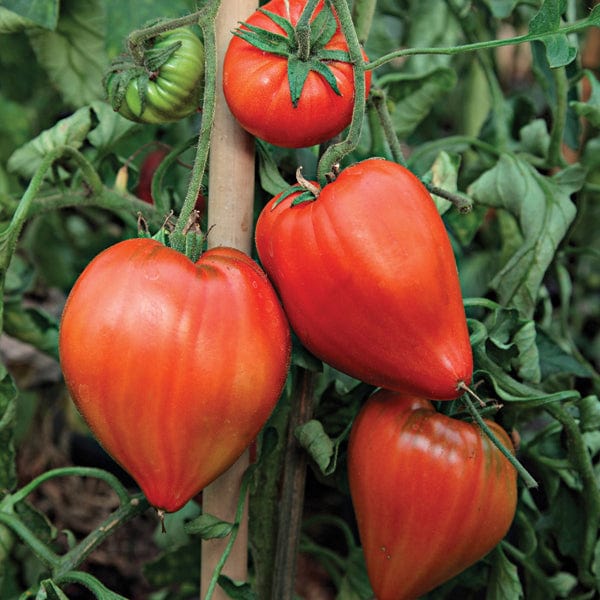 dt-brown VEGETABLE PLANTS 3x 9cm Potted Plants (EARLY) Tomato Coeur de Boeuf (Beefsteak) Grafted Plants
