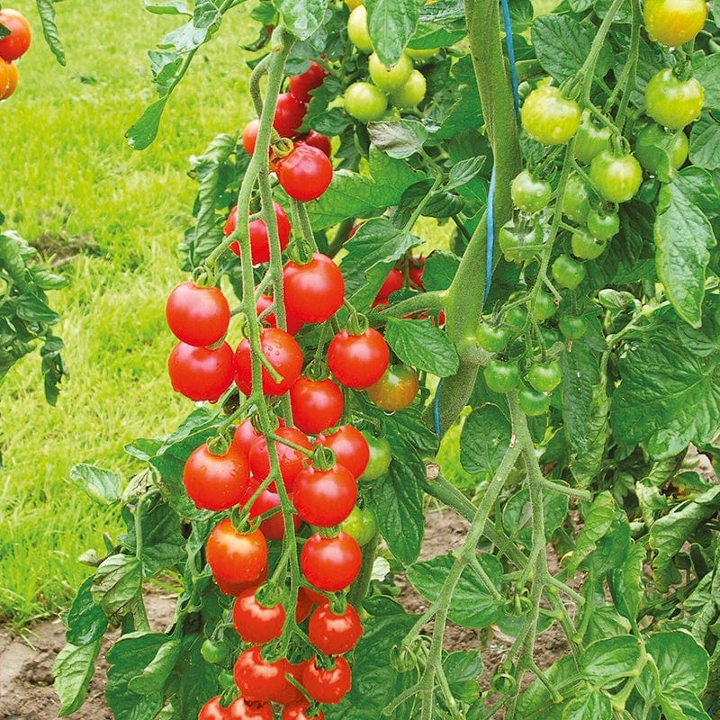 dt-brown VEGETABLE PLANTS 3 x 9cm Potted Plants (EARLY) Tomato Supersweet F1 (Cherry) Grafted Plants