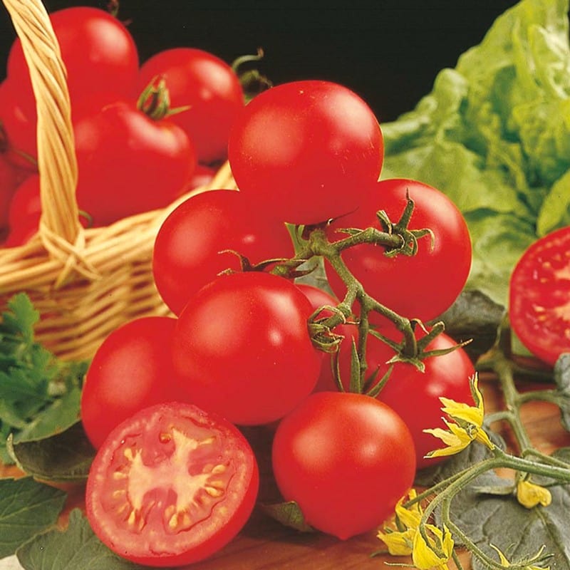 dt-brown VEGETABLE PLANTS 3 x 9cm Potted Plants (EARLY) Tomato Shirley F1 AGM (Standard) Grafted Plants