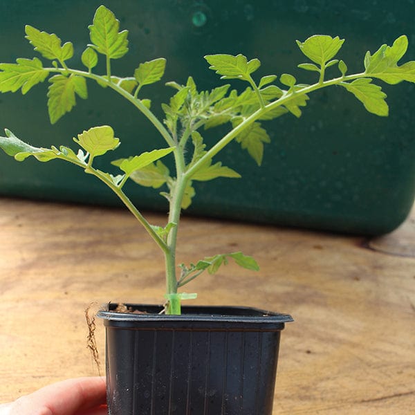 dt-brown VEGETABLE PLANTS Tomato Andine Cornue (Large Plum) Grafted Plants