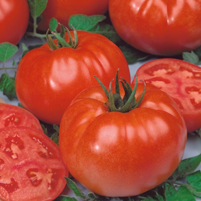 dt-brown VEGETABLE PLANTS 3 x 9cm Potted Plants (EARLY) Tomato Buffalo Steak (Beefsteak) Grafted Plants