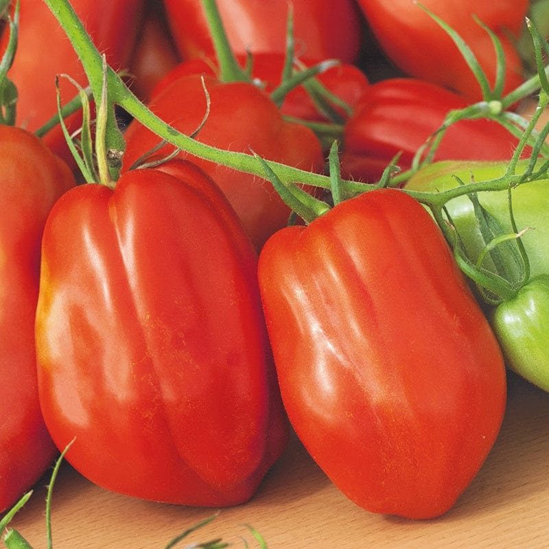 dt-brown VEGETABLE PLANTS 3 x 9cm Potted Plant (LATE) Tomato Andine Cornue (Large Plum) Grafted Plants